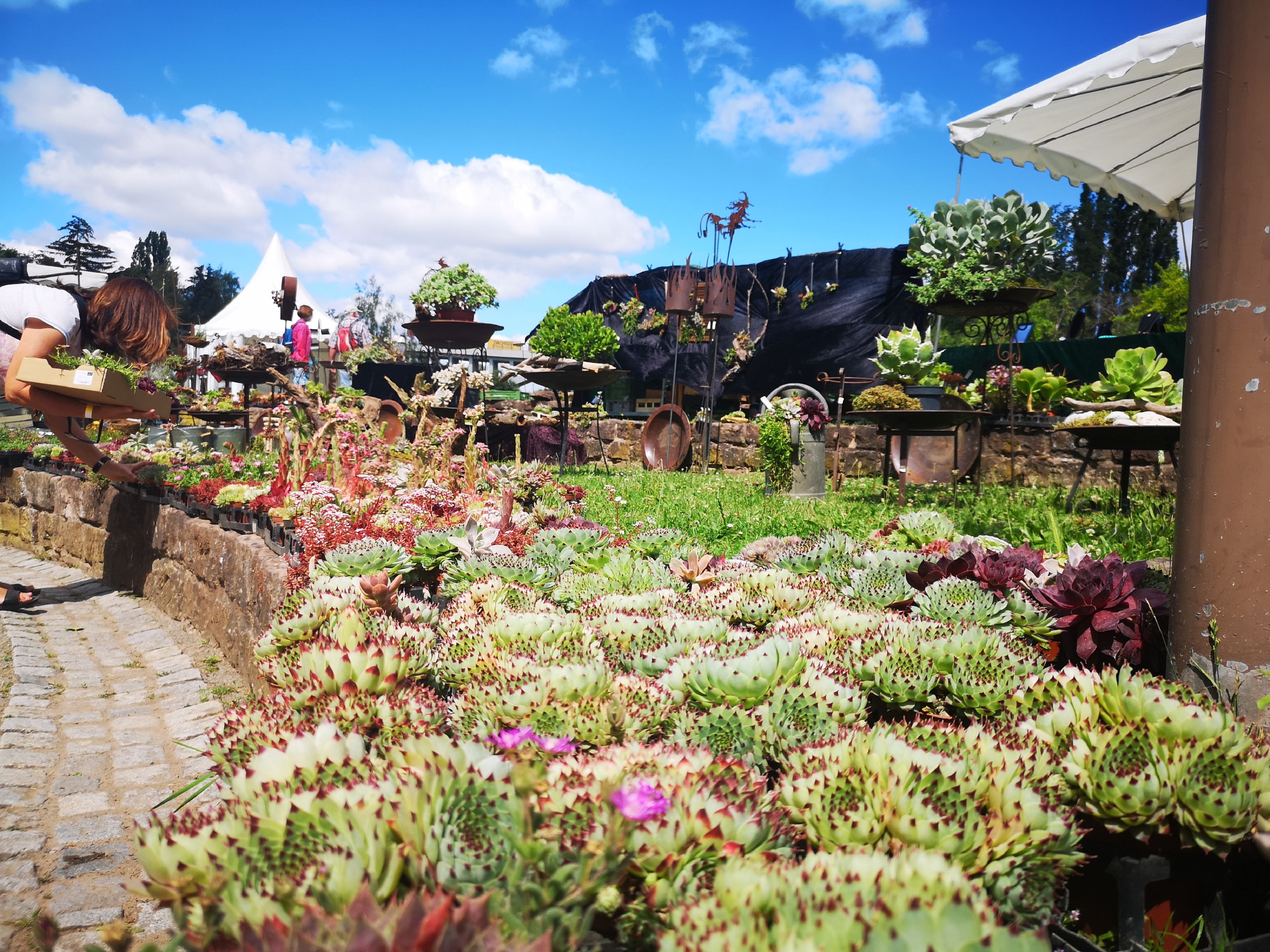 Lebensart 2020 Lebensart 2020 Pflanzen