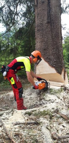Mann zersägt Baumstamm in Hachenburg