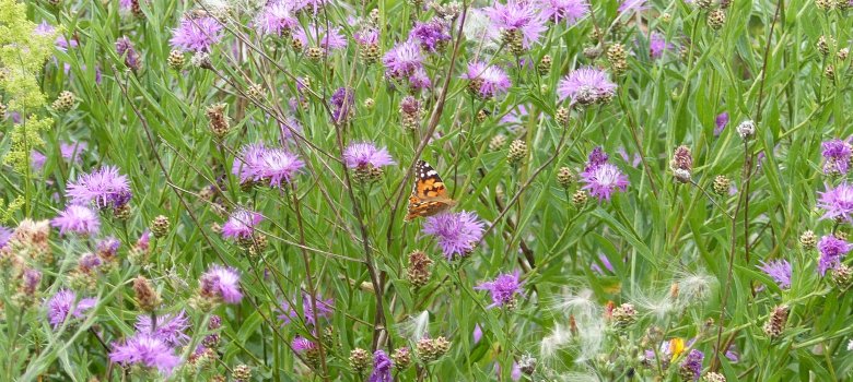Blühfläche Deponie Ohmbach Schmetterling auf Blume 