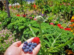 Erdbeere und Blaubeere in der Hand 