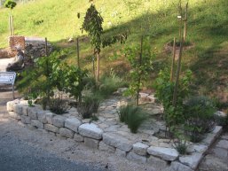 Geologiepfad Ingelheim mit ortstypischen Pflanzen und Gesteinen