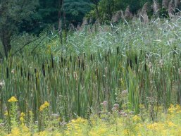 Geschützte Biotopfläche Blick auf Rohrkolben und Schilfrohr 