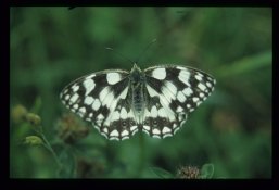 Schachbrettfalter Nahaufnahme 