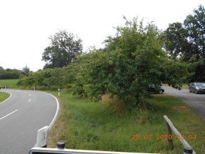 Blick auf die städtische Streuobstbäume am Straßenrand  der Rotmühlstraße 
