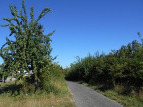 Blick auf die städtischen Streuobstbäume in der Straße Zum Grunewald 