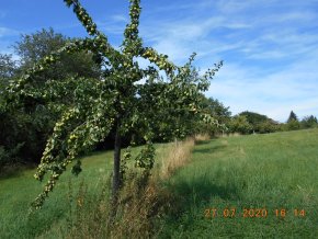 Blick auf die städtische Streuobstwiese Alte Winzler Straße 