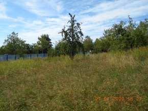 Blick auf die städtische Streuobstwiese in der Turnstraße Süd 