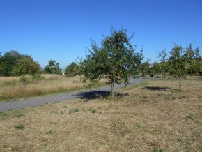 Blick auf die städtische Streuobstwiese beim Campuspark 