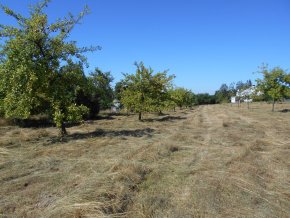 Blick auf die städtische Streuobstwiese am Lindenhof in Winzeln