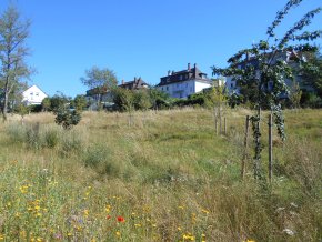 Blick auf die städtische Streuobstwiese in der Turnstraße Nord mit Wildblumenwiese 