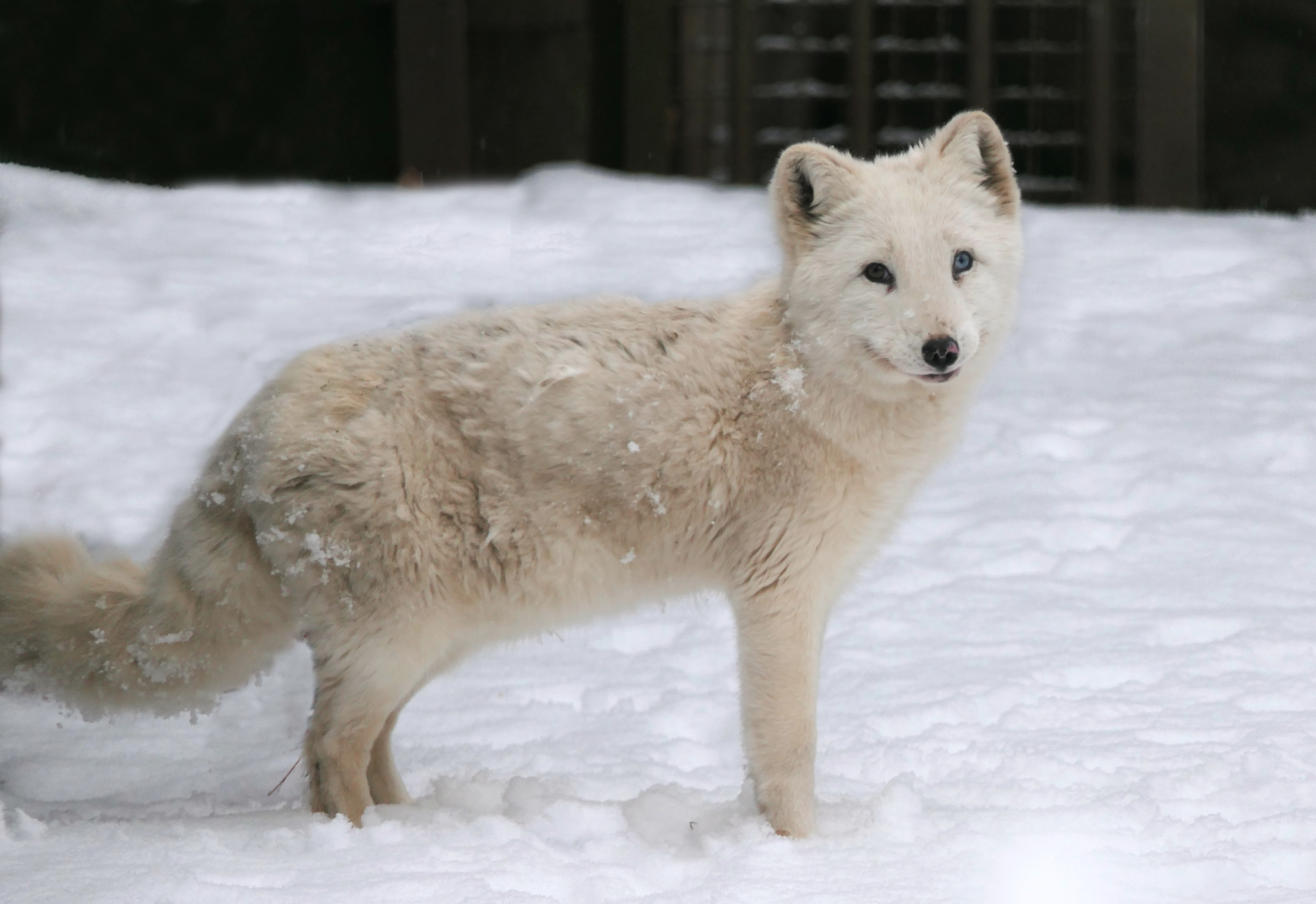 Polarfuchs Weihnachtsmarkt Polarfuchs Weihnachtsmarkt