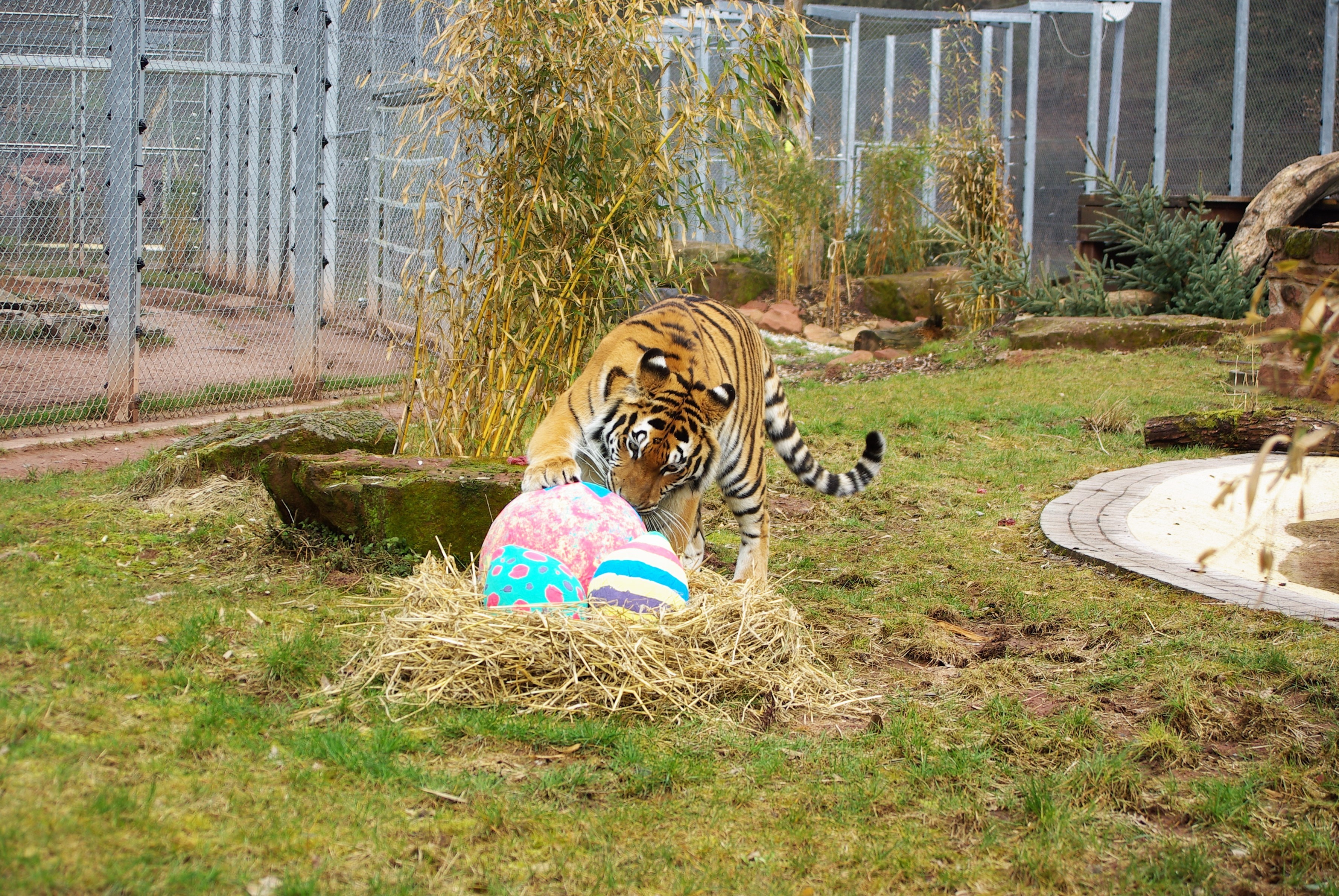 Tigerin Cara an Ostern Tigerin Cara an Ostern