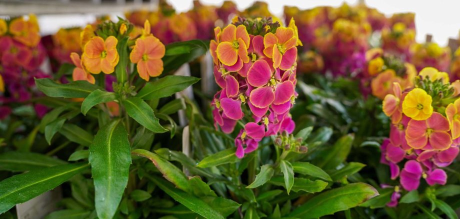 Nahaufnahme von blühenden Pflanzen mit dichten Blütenständen in kräftigen Pink-, Orange- und Gelbtönen. Die Blumen stehen in Reihen in einem Gewächshaus oder Verkaufsbereich, während im Hintergrund weitere Pflanzen unscharf zu sehen sind.