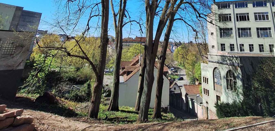 Mehrere hohe, noch unbelaubte Bäume stehen auf einer Anhöhe unter klarem blauem Himmel; rechts daneben ein mehrstöckiges Gebäude, im Vordergrund Erde, Steine und gefällte Baumstämme.