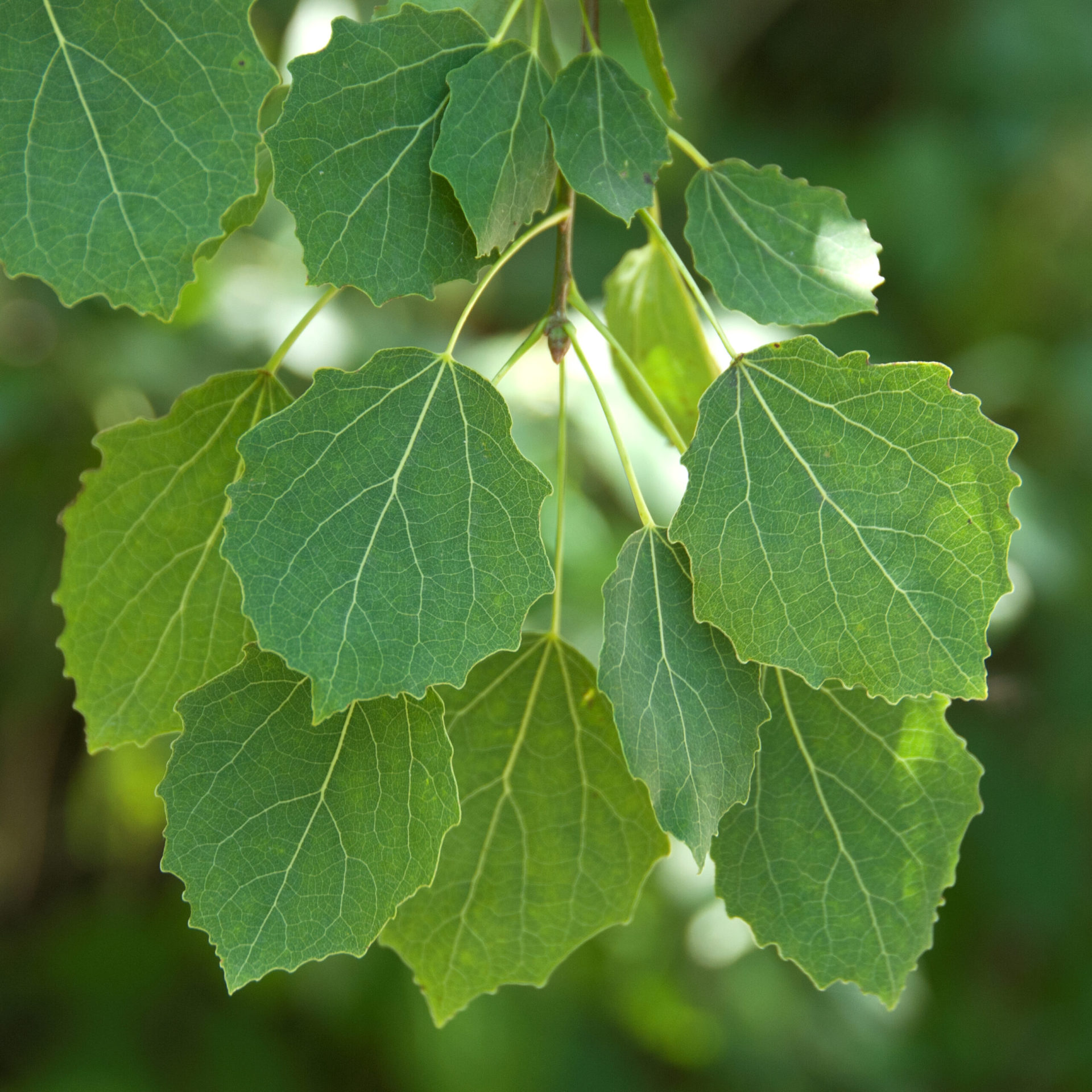 Populus tremula Populus tremula