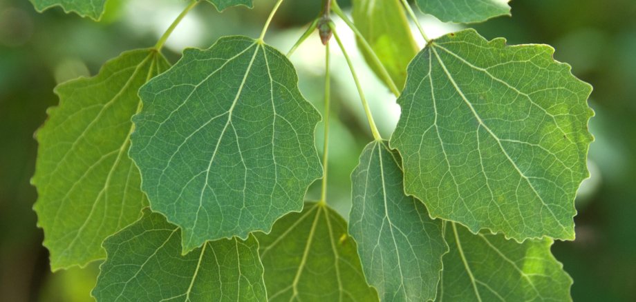 Populus tremula Populus tremula