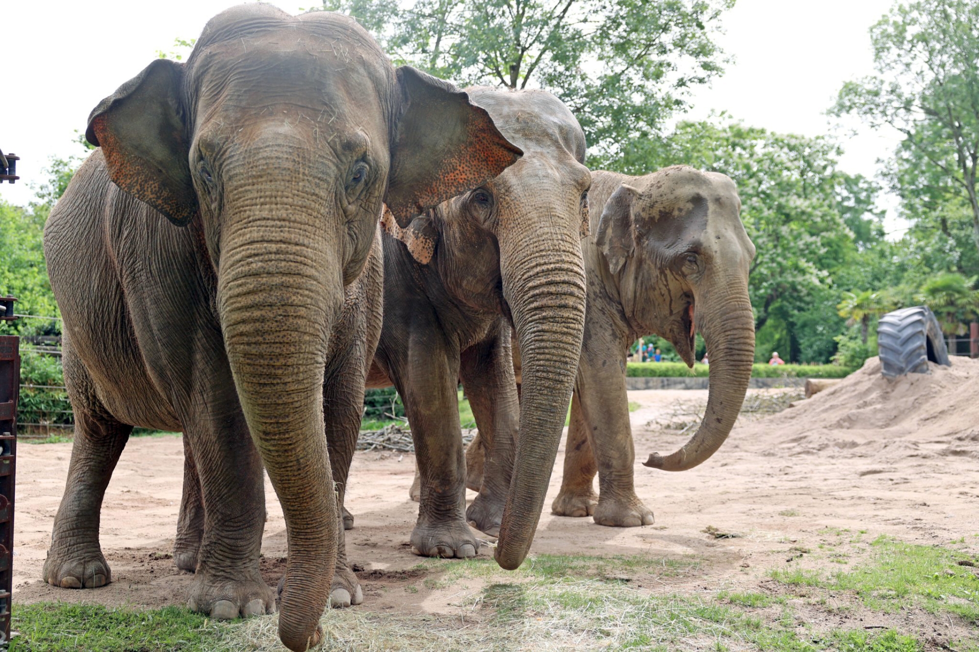 Die asiatischen Elefantenkühe Saida, Jenny und Indra sind die gewichtigsten Bewohner im Karlsruher Zoo. 