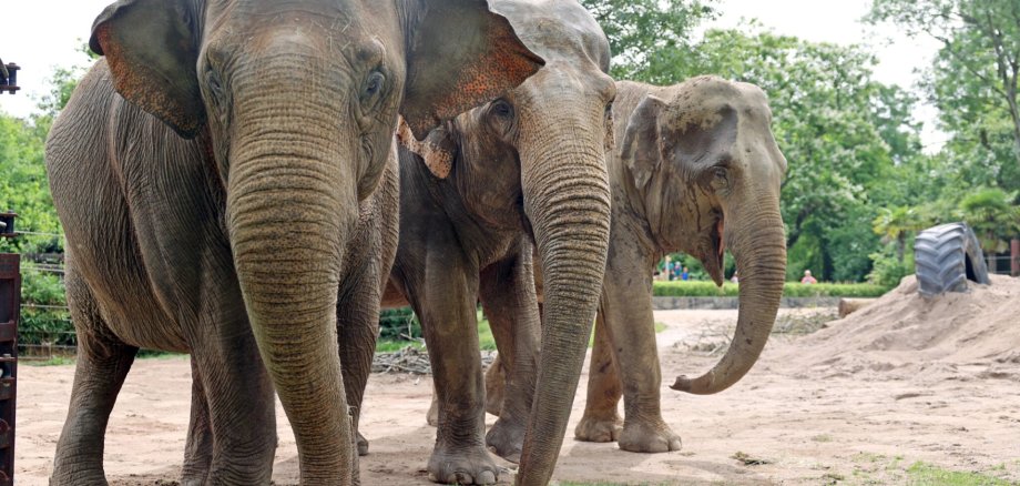 Die asiatischen Elefantenkühe Saida, Jenny und Indra sind die gewichtigsten Bewohner im Karlsruher Zoo. Die asiatischen Elefantenkühe Saida, Jenny und Indra sind die gewichtigsten Bewohner im Karlsruher Zoo.