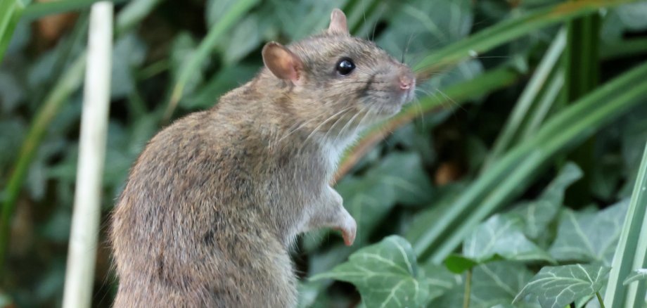 a rat on the ground a rat on the ground