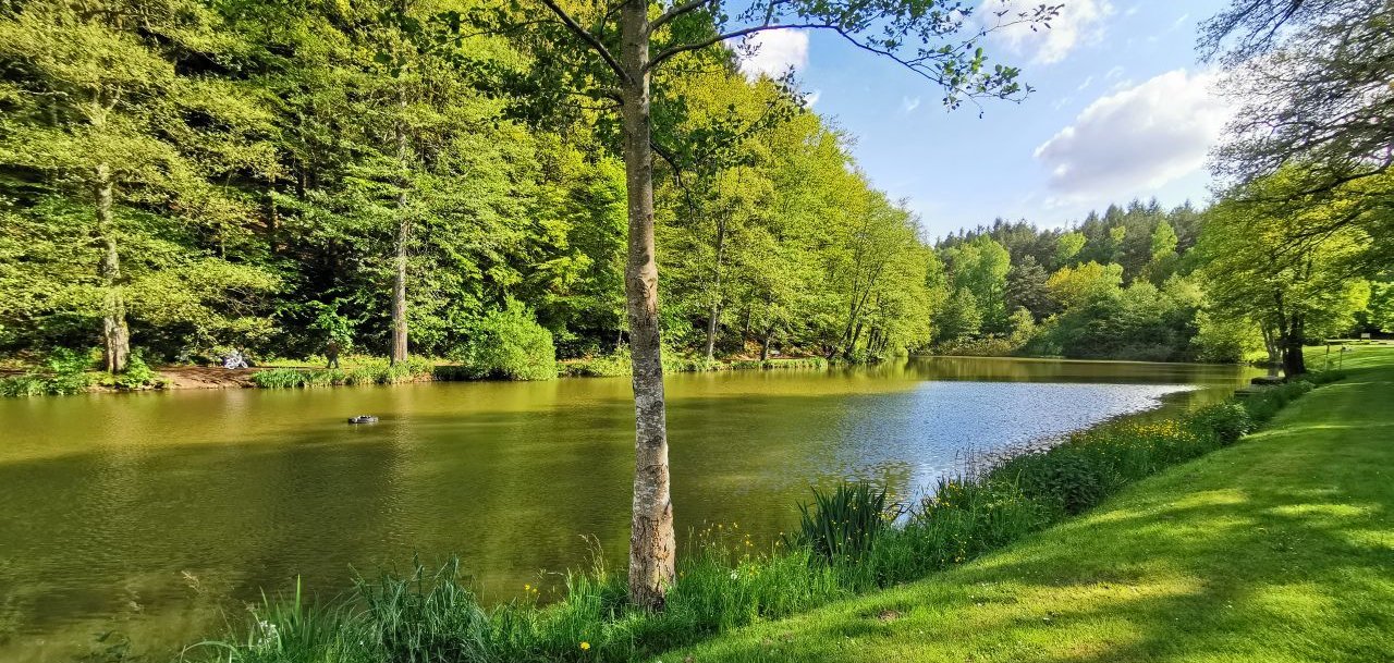 Idyllischer Weiher in einer grünen Parklandschaft, umgeben von Bäumen; im Vordergrund eine Wiese und ein Baum, das Wasser liegt ruhig unter blauem Himmel.