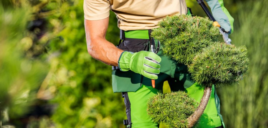 Garden Plants Seasonal Care and Maintenance Garden Plants Seasonal Care and Maintenance