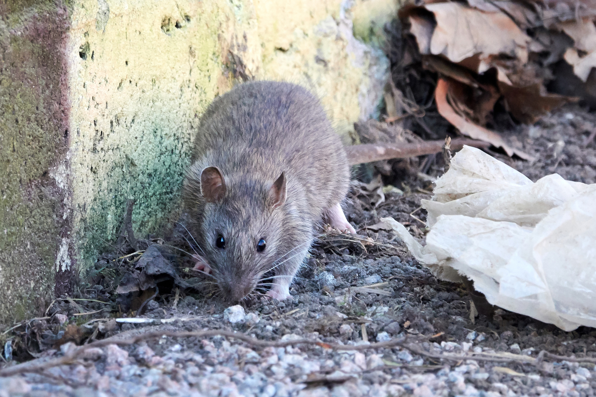 Brown rat (Rattus norvegicus) Brown rat (Rattus norvegicus)