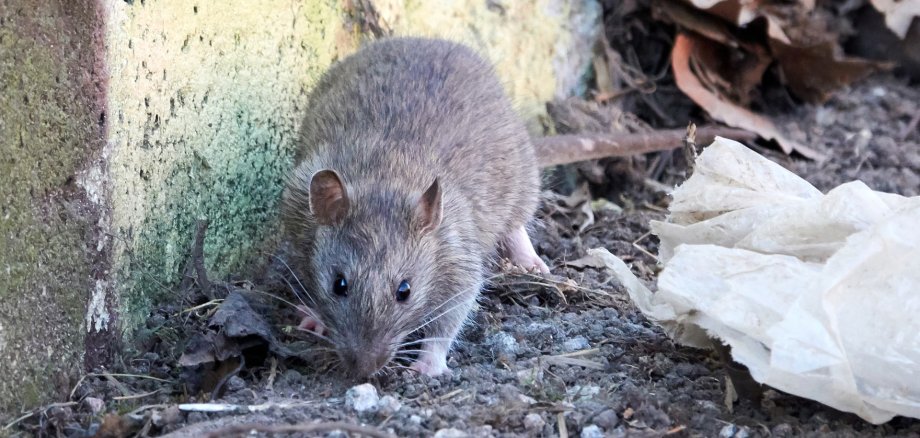 Brown rat (Rattus norvegicus) Brown rat (Rattus norvegicus)