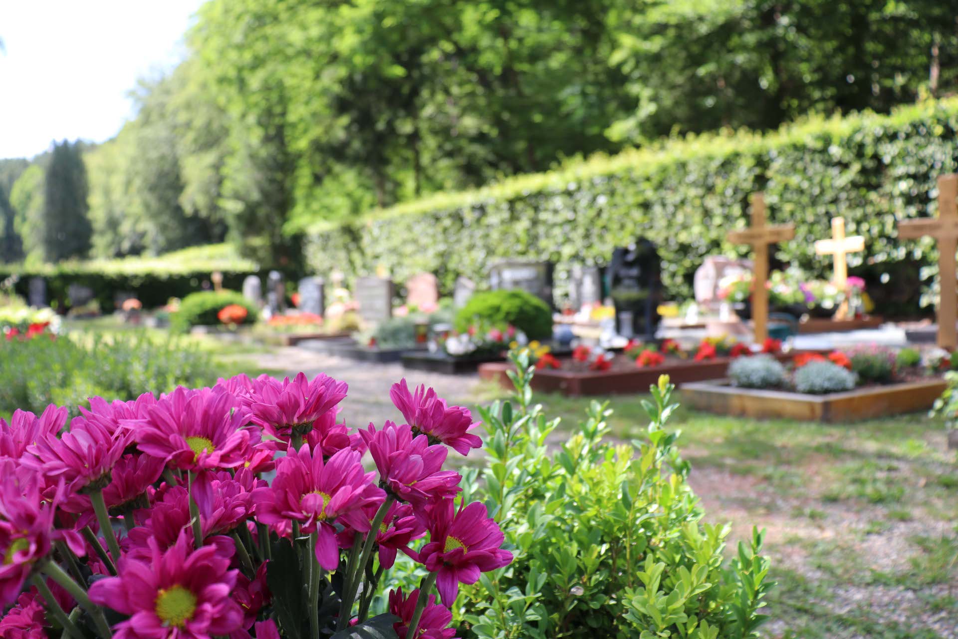 Waldfriedhof Grab Blühende pinke Blumen im Vordergrund; dahinter ein gepflegter Friedhof mit Grabsteinen, Kreuzen und bepflanzten Gräbern, umgeben von grünen Hecken und Bäumen.