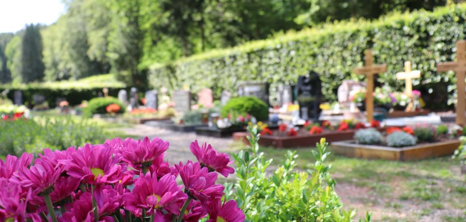 Waldfriedhof Grab Blühende pinke Blumen im Vordergrund; dahinter ein gepflegter Friedhof mit Grabsteinen, Kreuzen und bepflanzten Gräbern, umgeben von grünen Hecken und Bäumen.