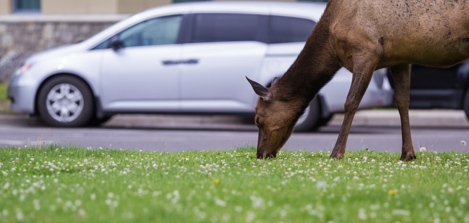 Ein Hirsch oder Elch grast auf einer grünen Wiese neben einer Straße; im Hintergrund steht ein weißes Auto.