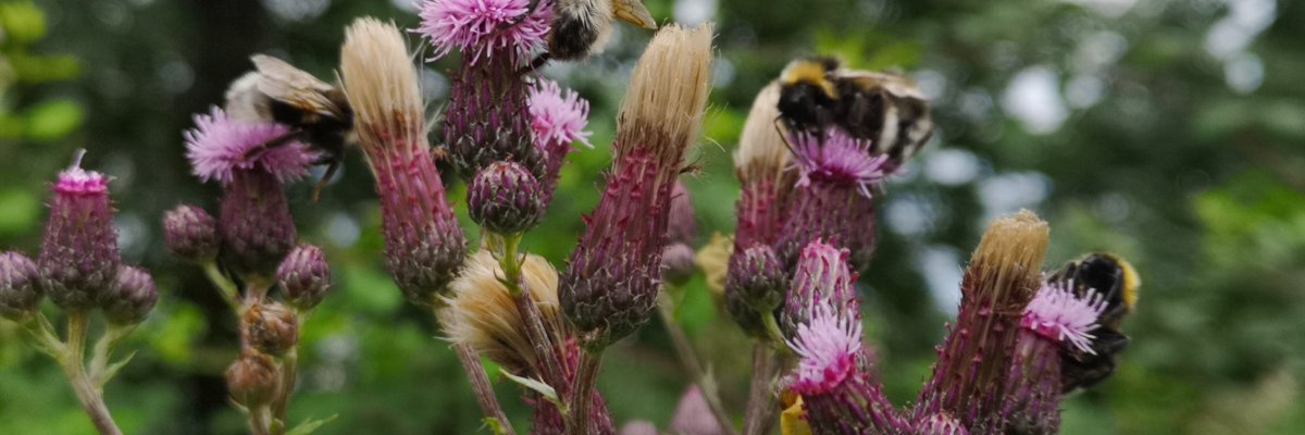 Hummeln auf violetten Distelblüten