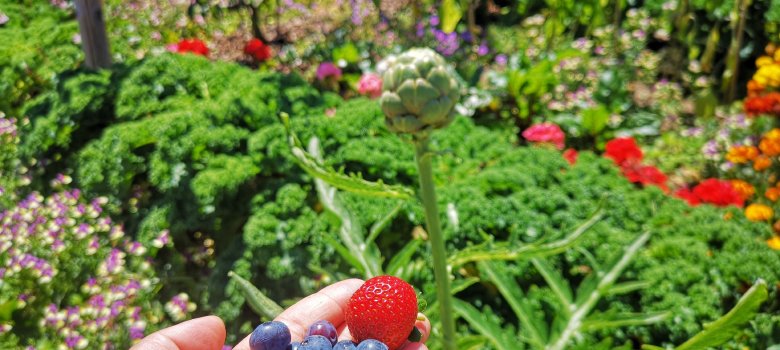 Erdbeere und Blaubeere in der Hand 