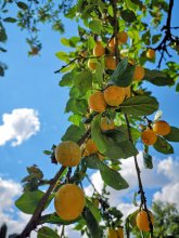 Streuobstwiese Mirabelle bei blauem Himmel 
