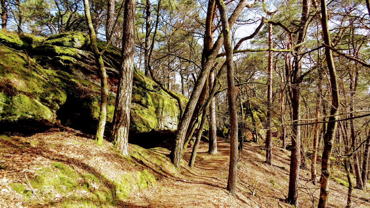 Bäume im Wald 
