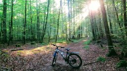 Mountainbike im Wald bei Sonnenschein 