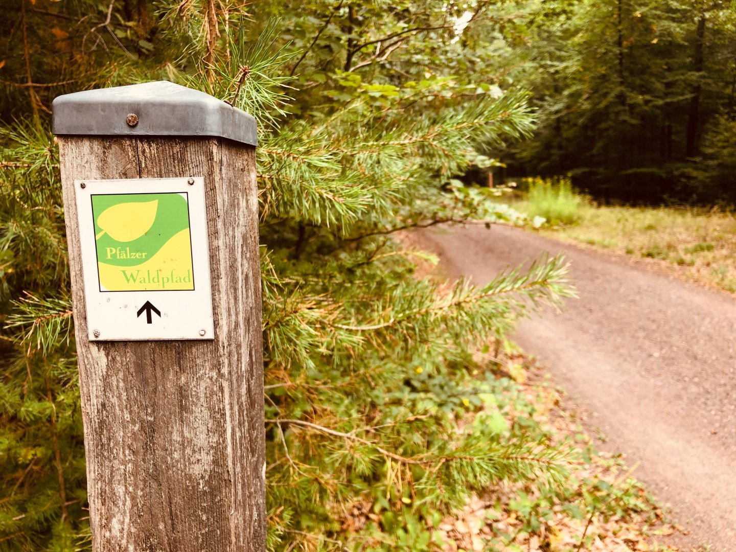 Pfälzer Waldpfad Schild 