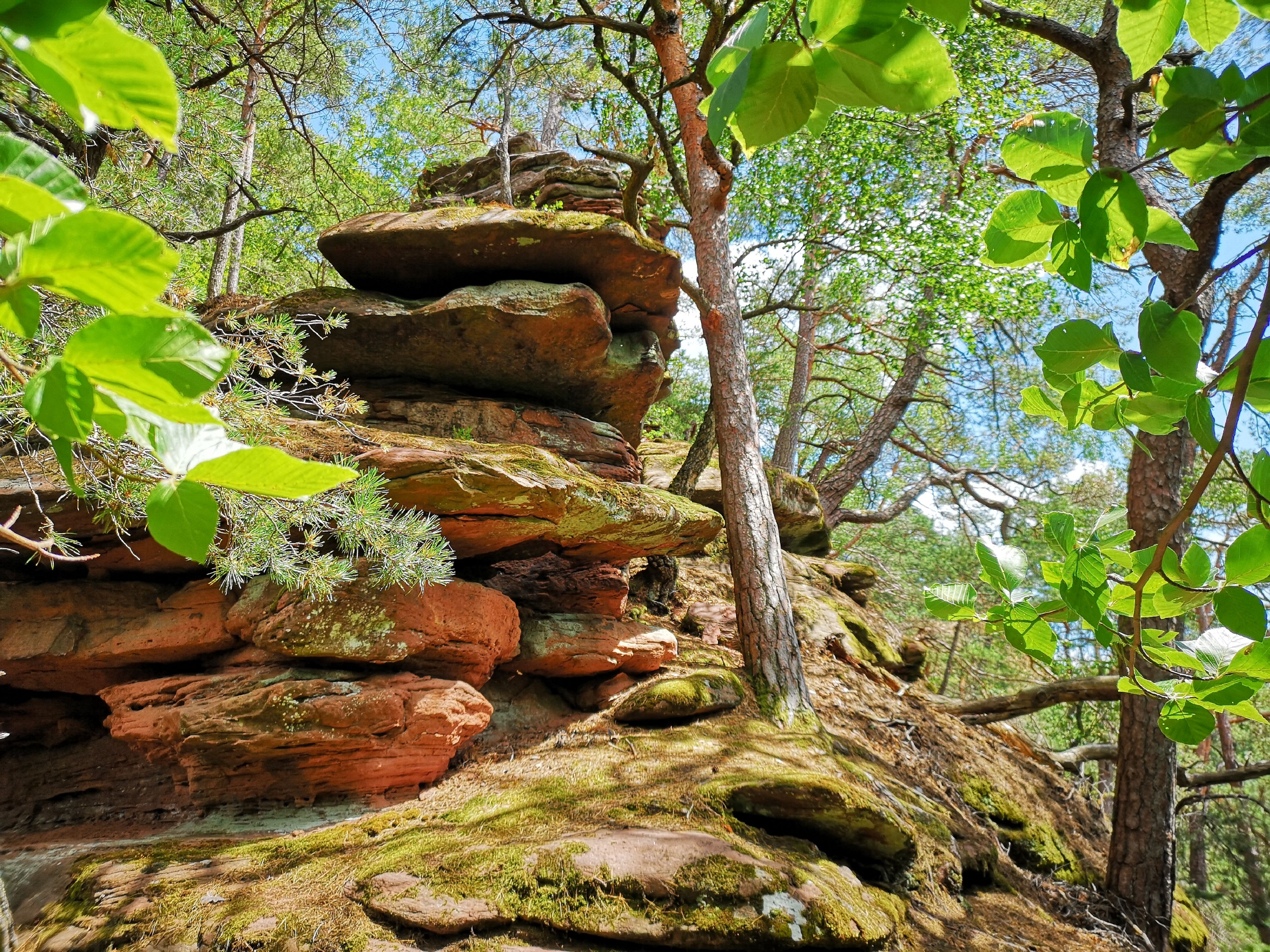 Sandsteinfels im Wald