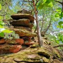 Sandsteinfels im Wald