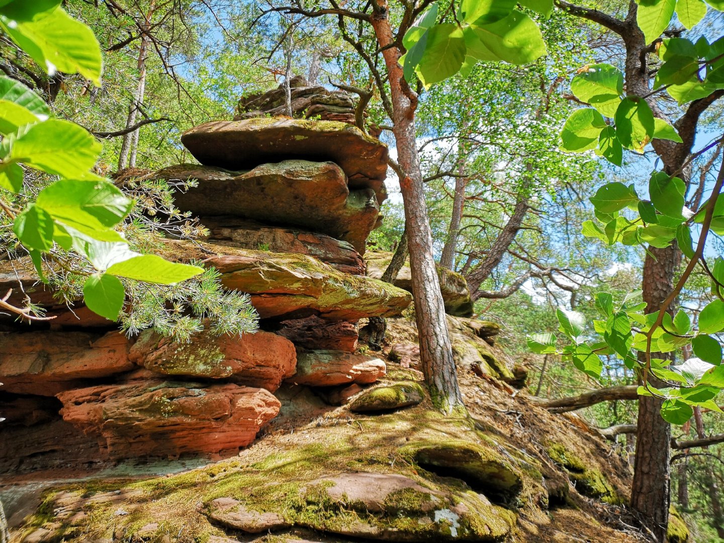 Sandsteinfels im Wald
