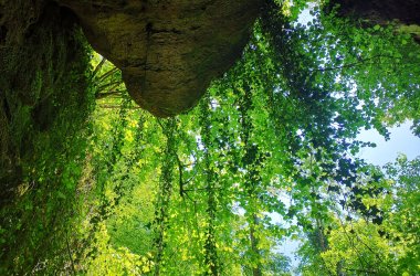 Teufelspfad Efeu hängt am Fels herunter 