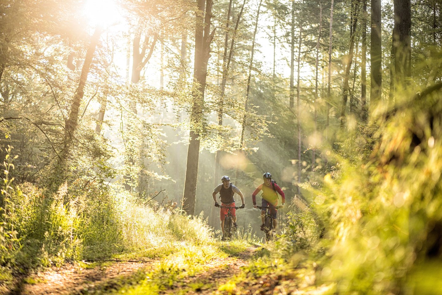 MTB Park-Pfalz Wasgau
