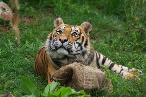 Tiger Sharuk in der Wildtierstation Tierart in Maßweiler 