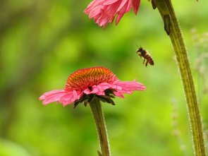 Blume Blume mit Biene