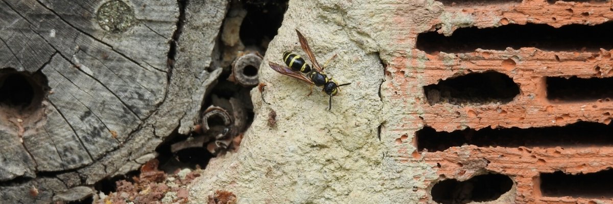 Strecktal Bienenweide Wespe 