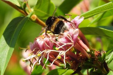 Biene auf pinker Blüte