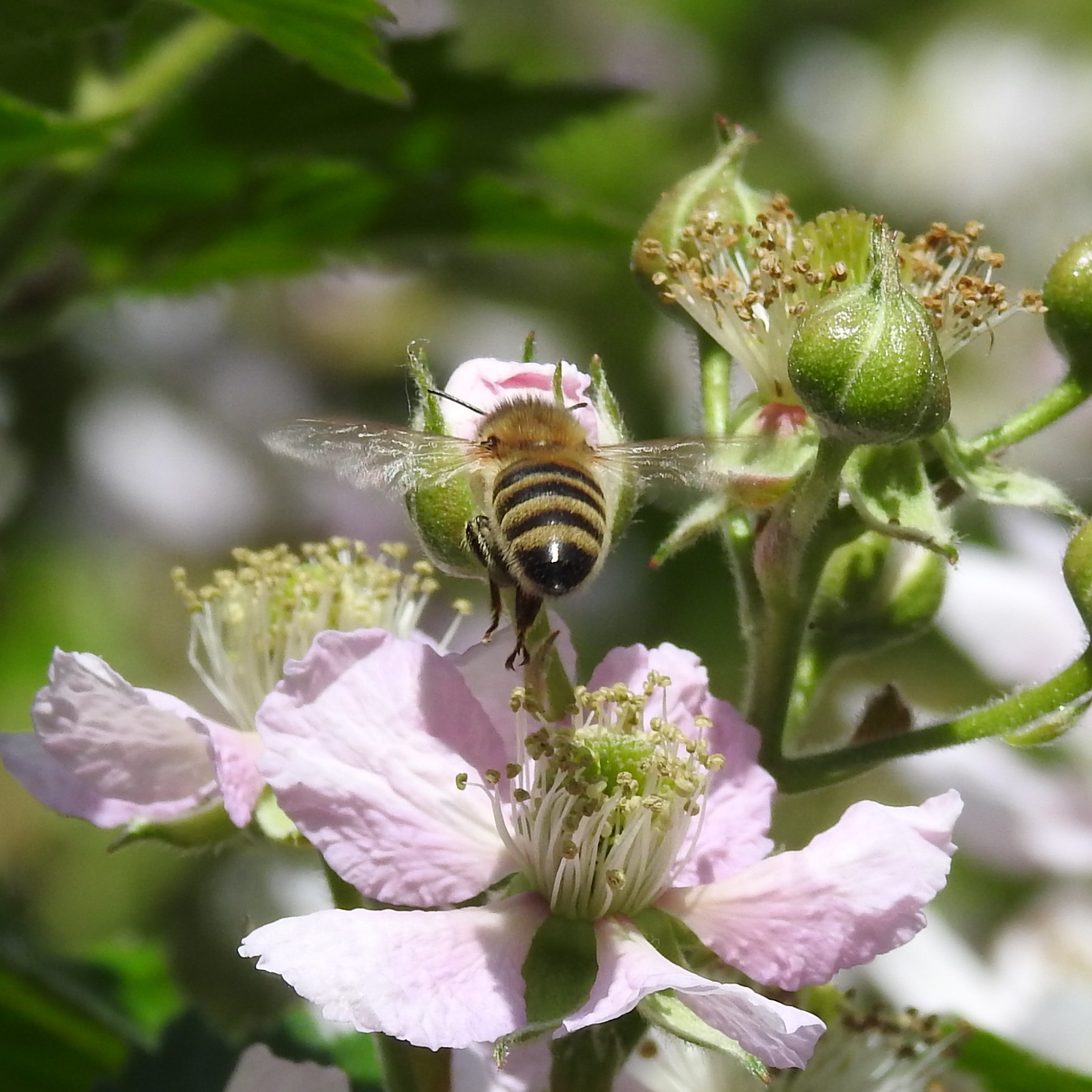 Biene an rosaner Blüte