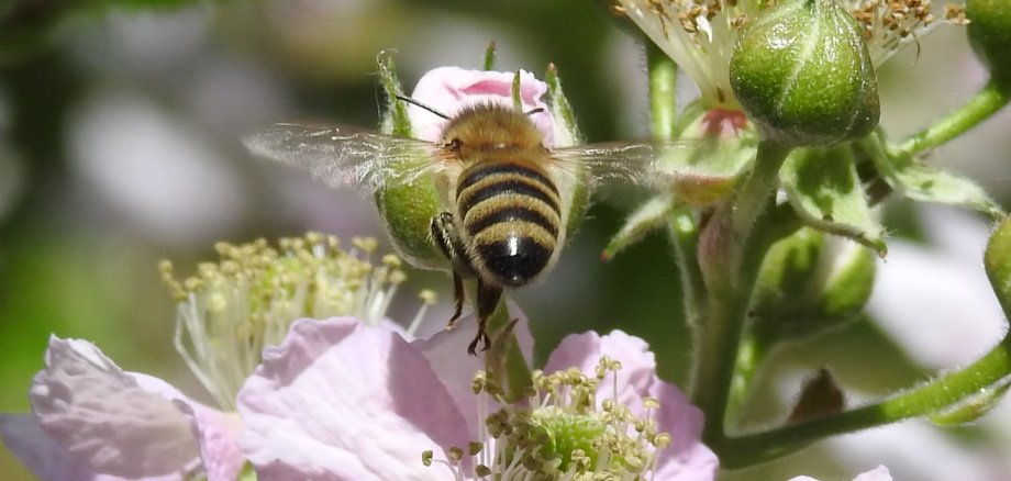 Biene an rosaner Blüte