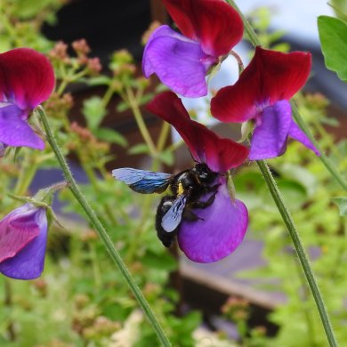 Biene an lila roter Blüte