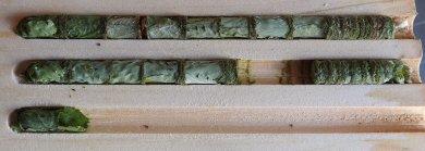 zusammengerollte Blätter einem Holzbrett