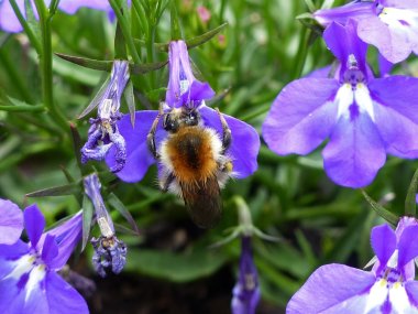 Biene auf lilaner Blüte